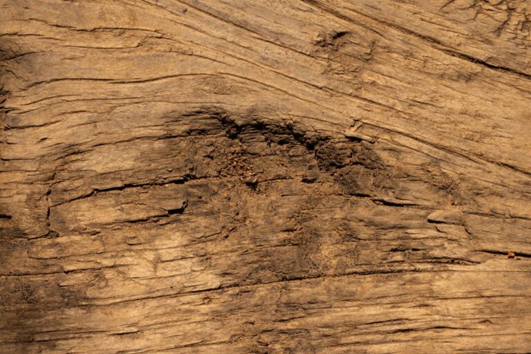 Matières vivantes : personnaliser son intérieur avec les variations naturelles