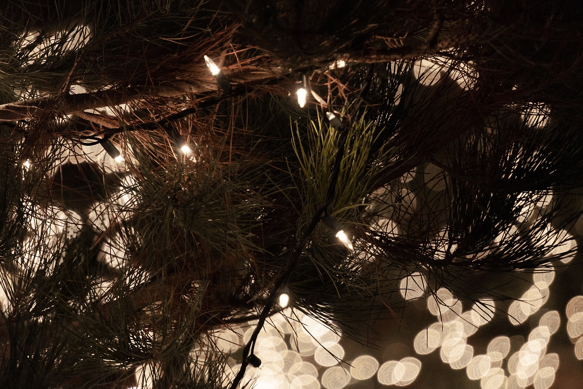 Guirlande lumineuse blanc chaud glissée dans des branches d’aiguilles, avec un fond de halos flous